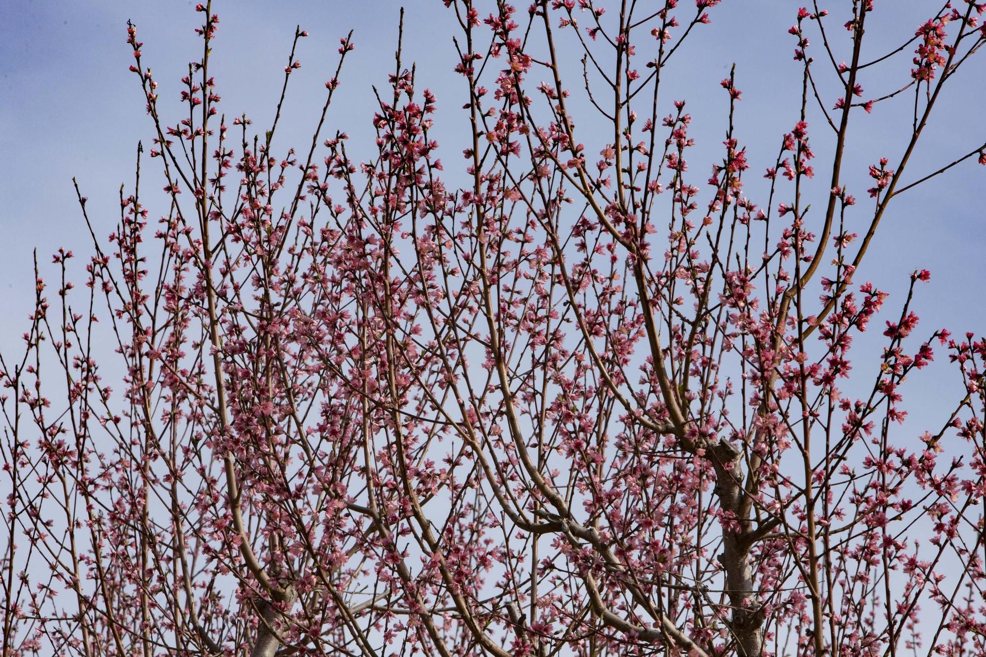 Los almendros en flor ya alegran los paisajes valencianos