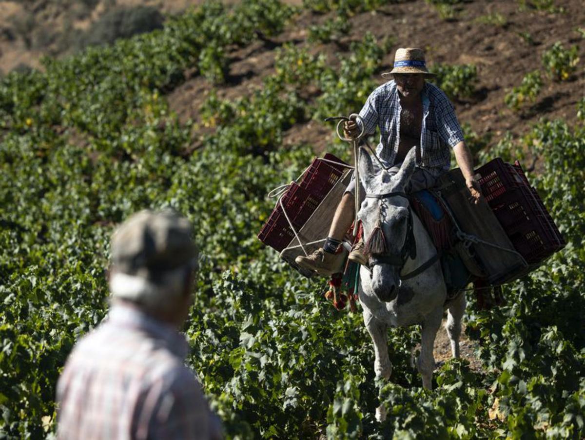 La uva moscatel se recoge a mano y se transporta a lomos de mulos