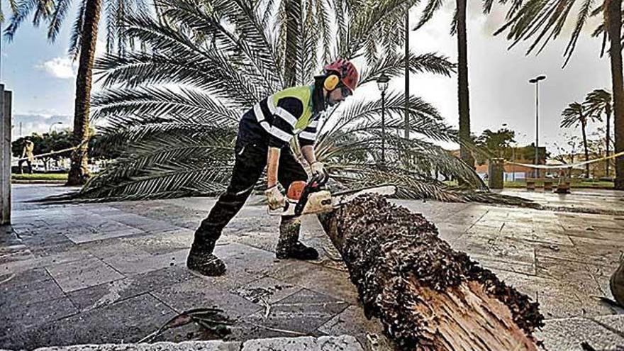 Los temporales han tumbado cinco palmeras este año