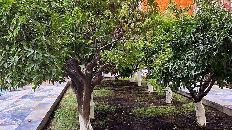 Comienza la poda de los 15.000 naranjos de los jardines históricos