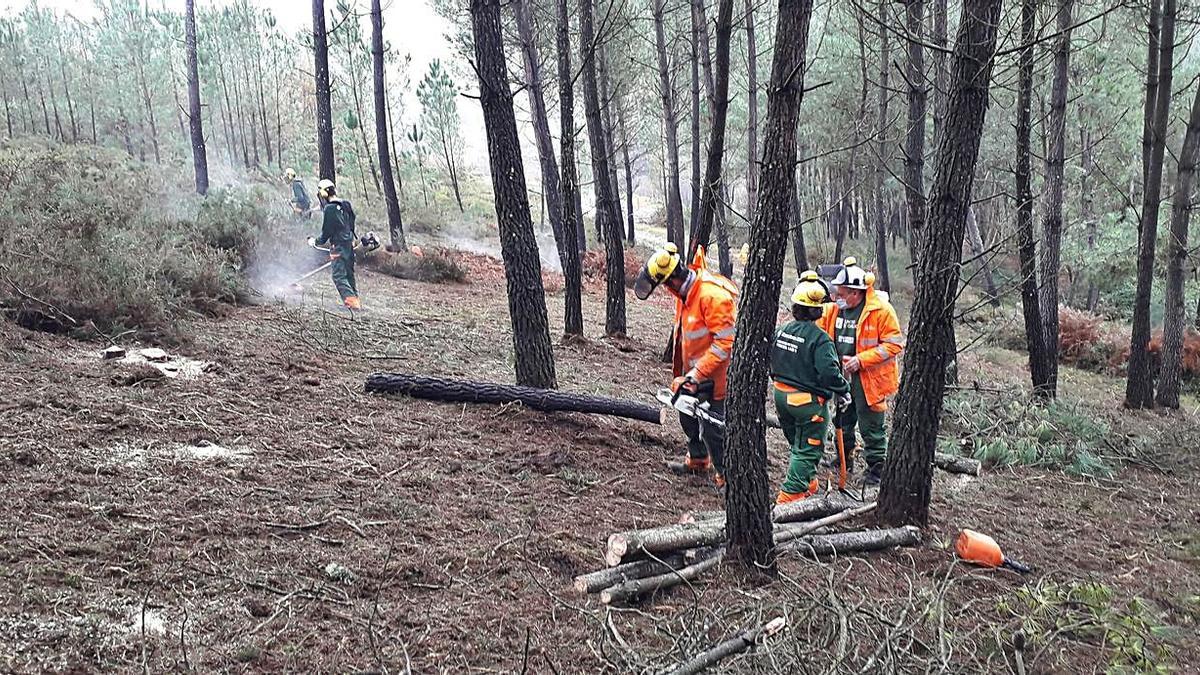 Tareas de desbroce y rareos 
de pinos en el monte 
vecinal de A Xesta.