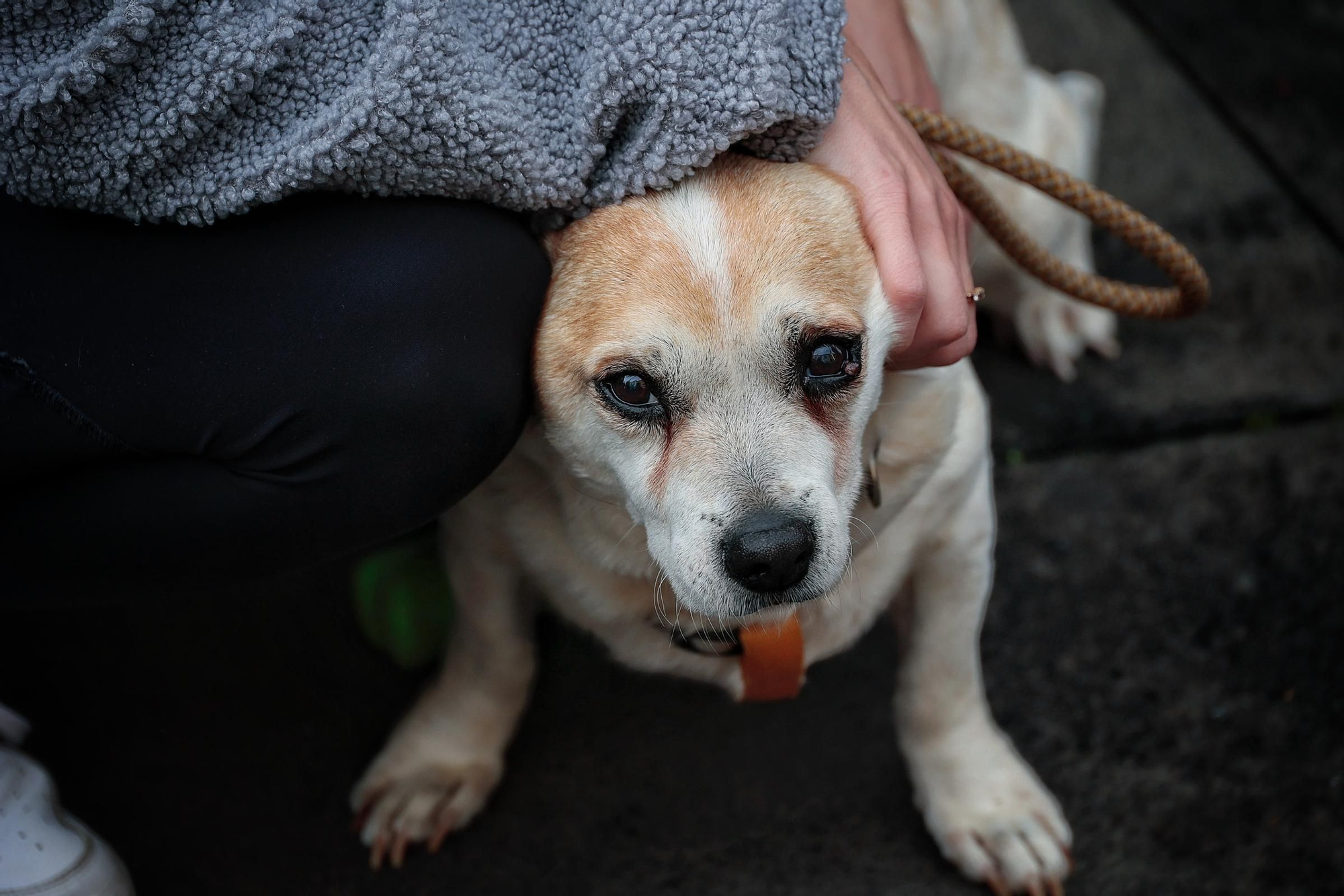 Feria de la Adopción Responsable de Animales de Compañía