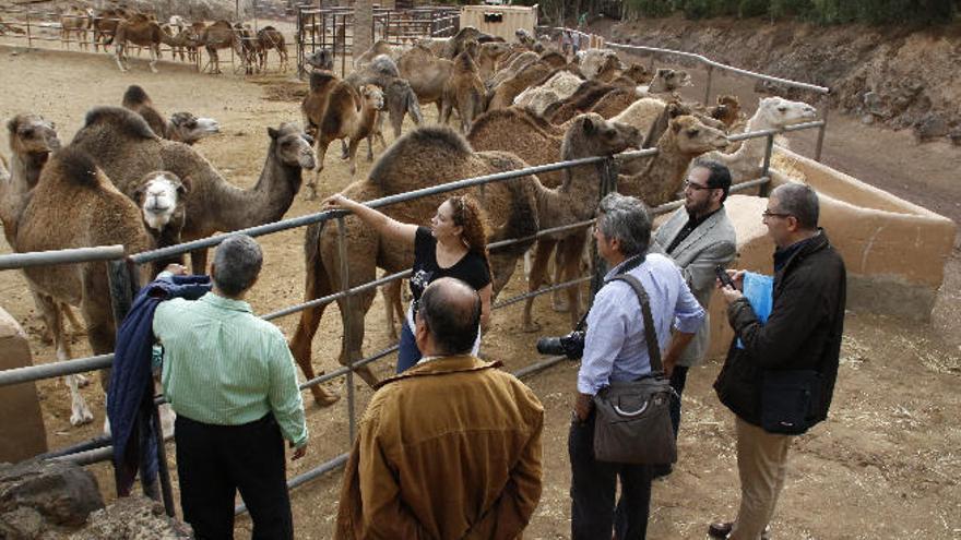 Investigadores árabes se suman a un estudio de leche de camella en Fuerteventura