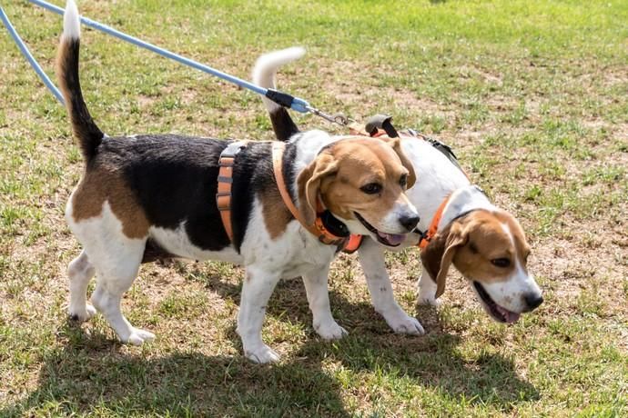 II Feria de Mascotas en Maspalomas