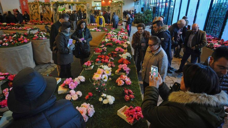 El Concurso Internacional de la Camelia regresa a Vilagarcía después de cinco años