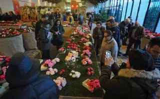El Concurso Internacional de la Camelia regresa a Vilagarcía después de cinco años