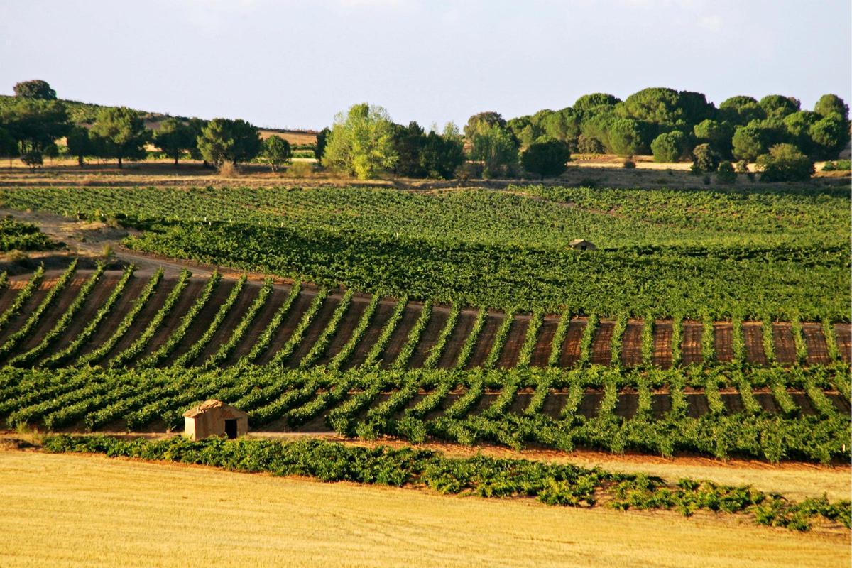 Vista de viñedos en la Denominación de Origen de Ribera del Duero.