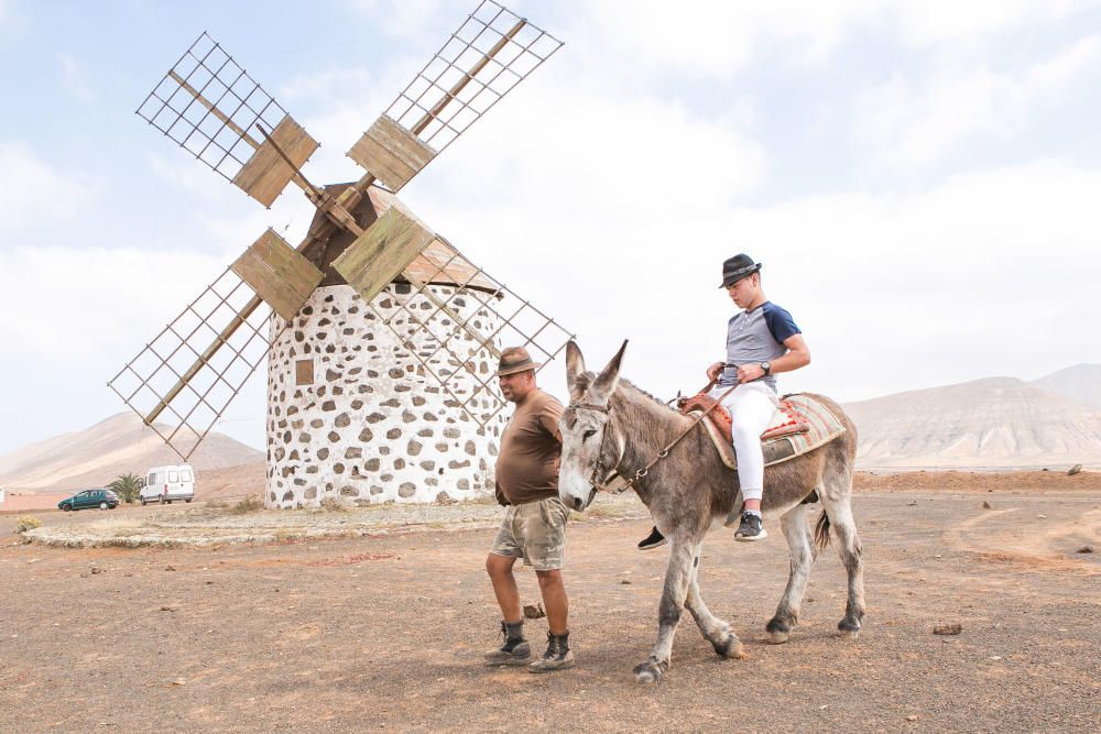 Terry Giliam busca burros para el rodaje de la película del Quijote