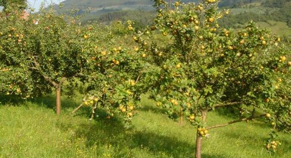 Pomaradas en Nava.