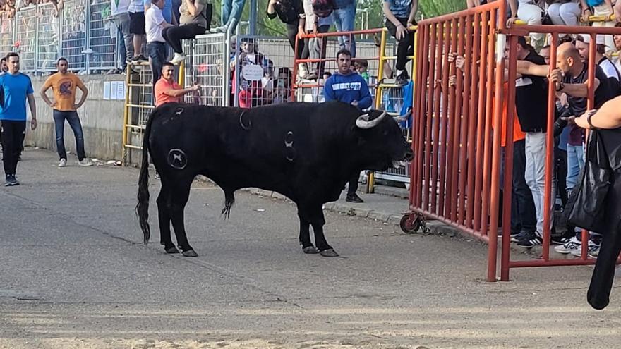 Encierros del Toro del Cristo en Santa Cristina de la Polvorosa.