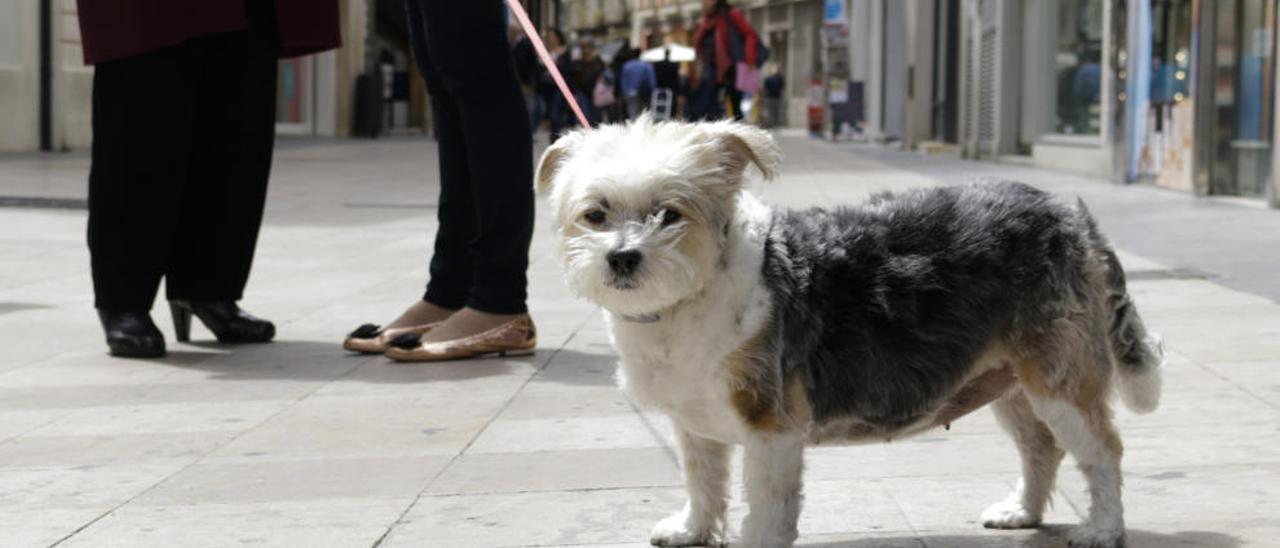 Gandia someterá a referéndum si aplica una tasa a los dueños de perros