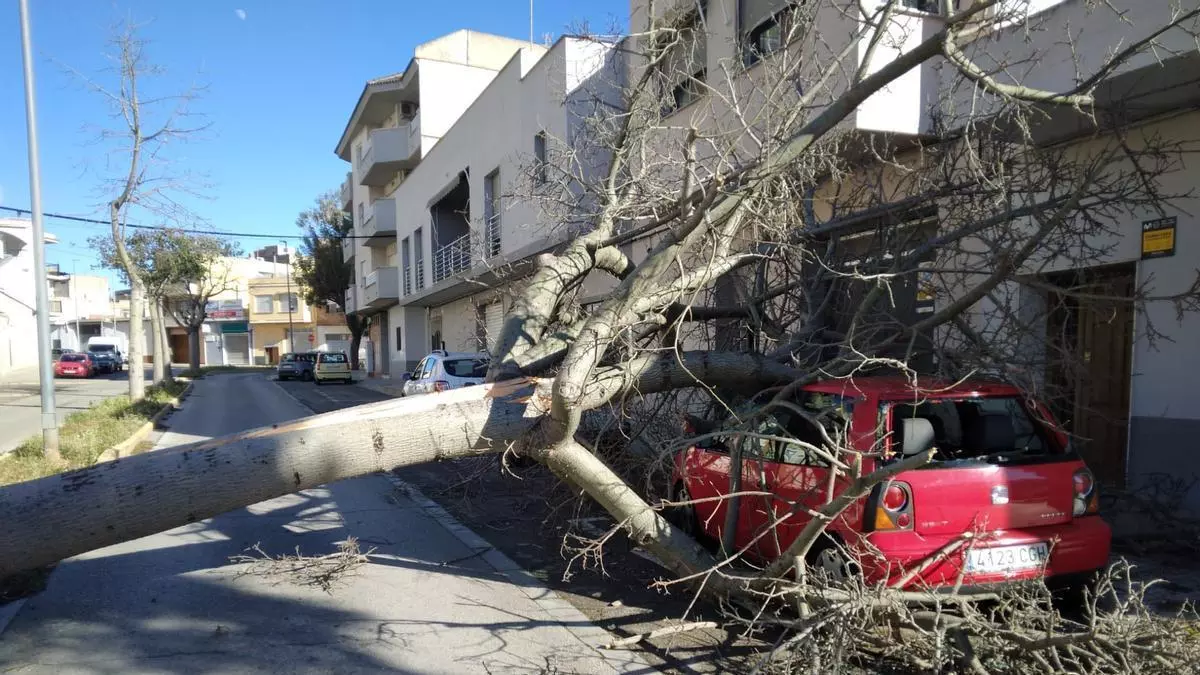 Rachas de hasta 129 km/h derriban cientos de árboles en la Ribera