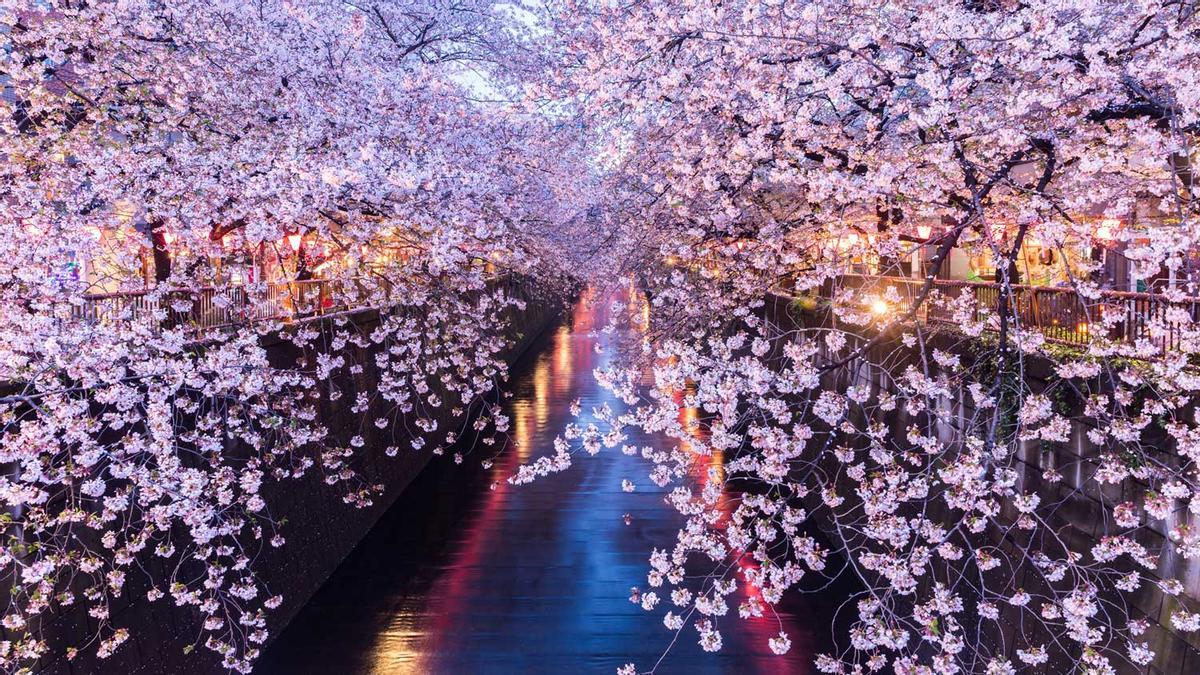 Cerezos en tokio, japon