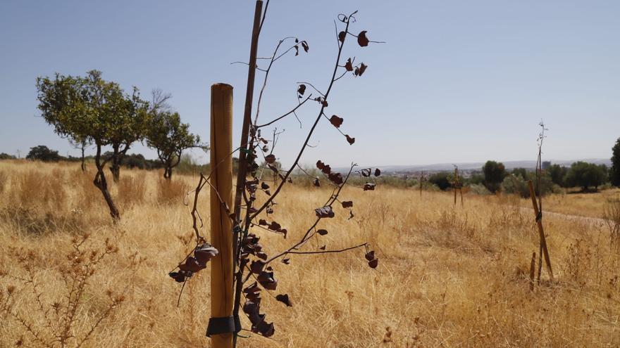 IU Córdoba denuncia el abandono del parque del Patriarca