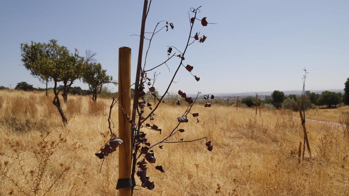 Árboles secos en el parque del Patriarca, en Córdoba.