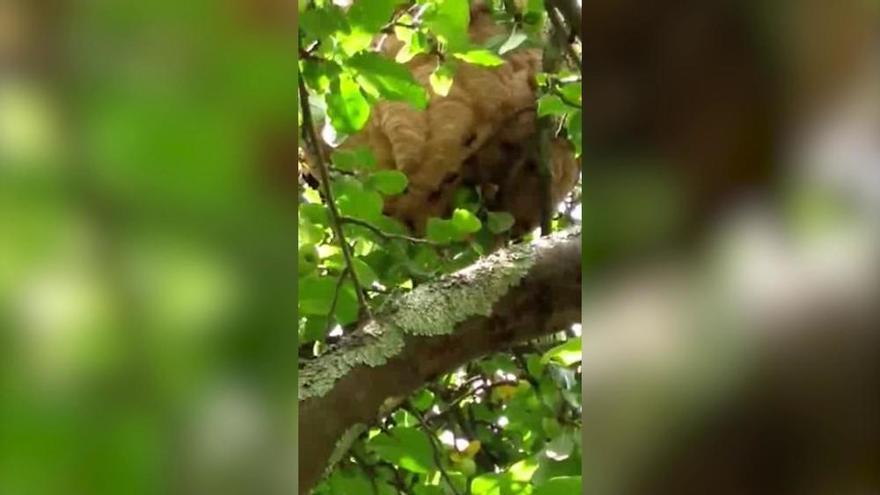 El vídeo que alerta del peligro de la avispa asiática en los manzanos para sidra