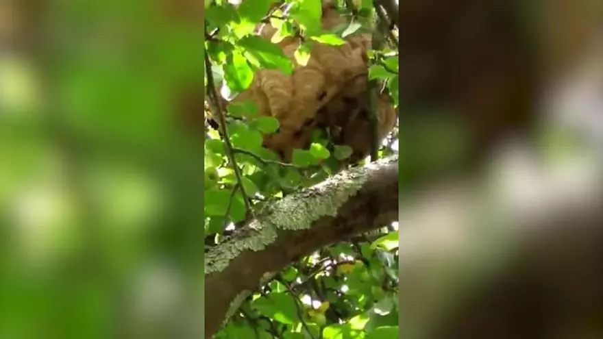 Así es la amenaza de la avispa asiática para quienes recogen manzanas de sidra