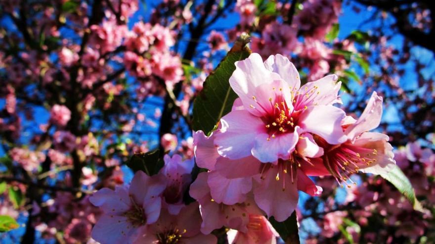 La  ruta del almendro en flor es un atractivo turístico clave en el calendario anual de Santiago del Teide. | | E.D.