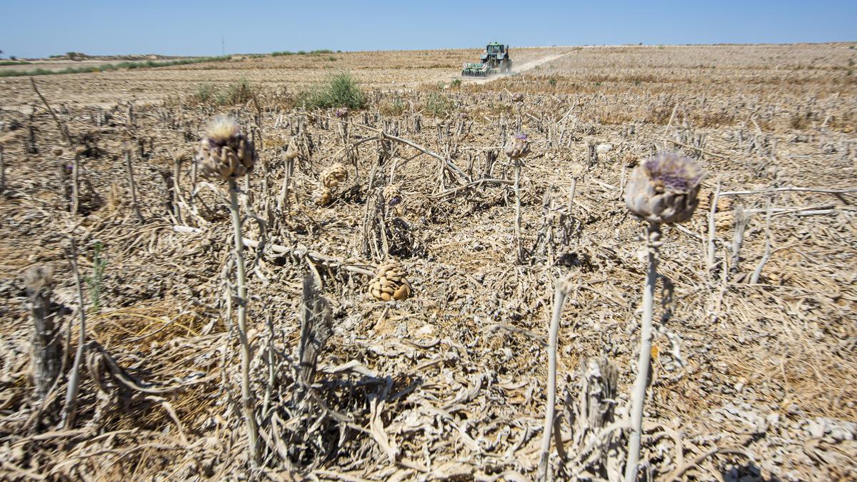 Campos secos en la provincia de Alicante por la falta de agua.
