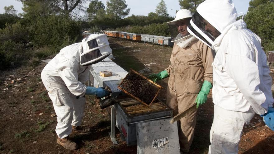 Las lluvias favorecen la proliferación de enjambres en áreas urbanas