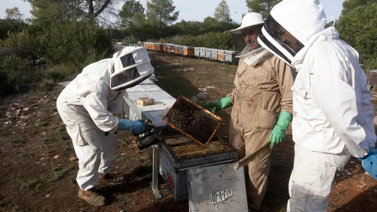 Los apicultores confirman que es "un buen año para las abejas" por las últimas lluvias