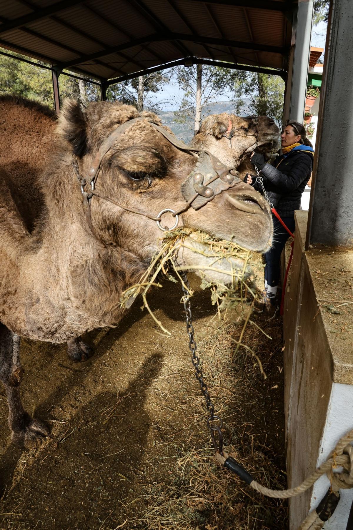 Los dromedarios ya están listos para trasladar a los Reyes Magos de Alcoy