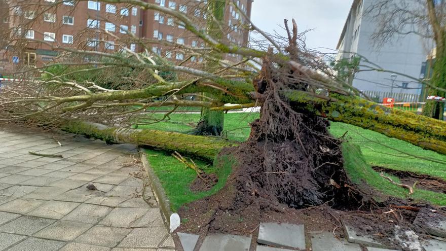 A Coruña en alerta roja: el temporal tira dos árboles en Adormideras