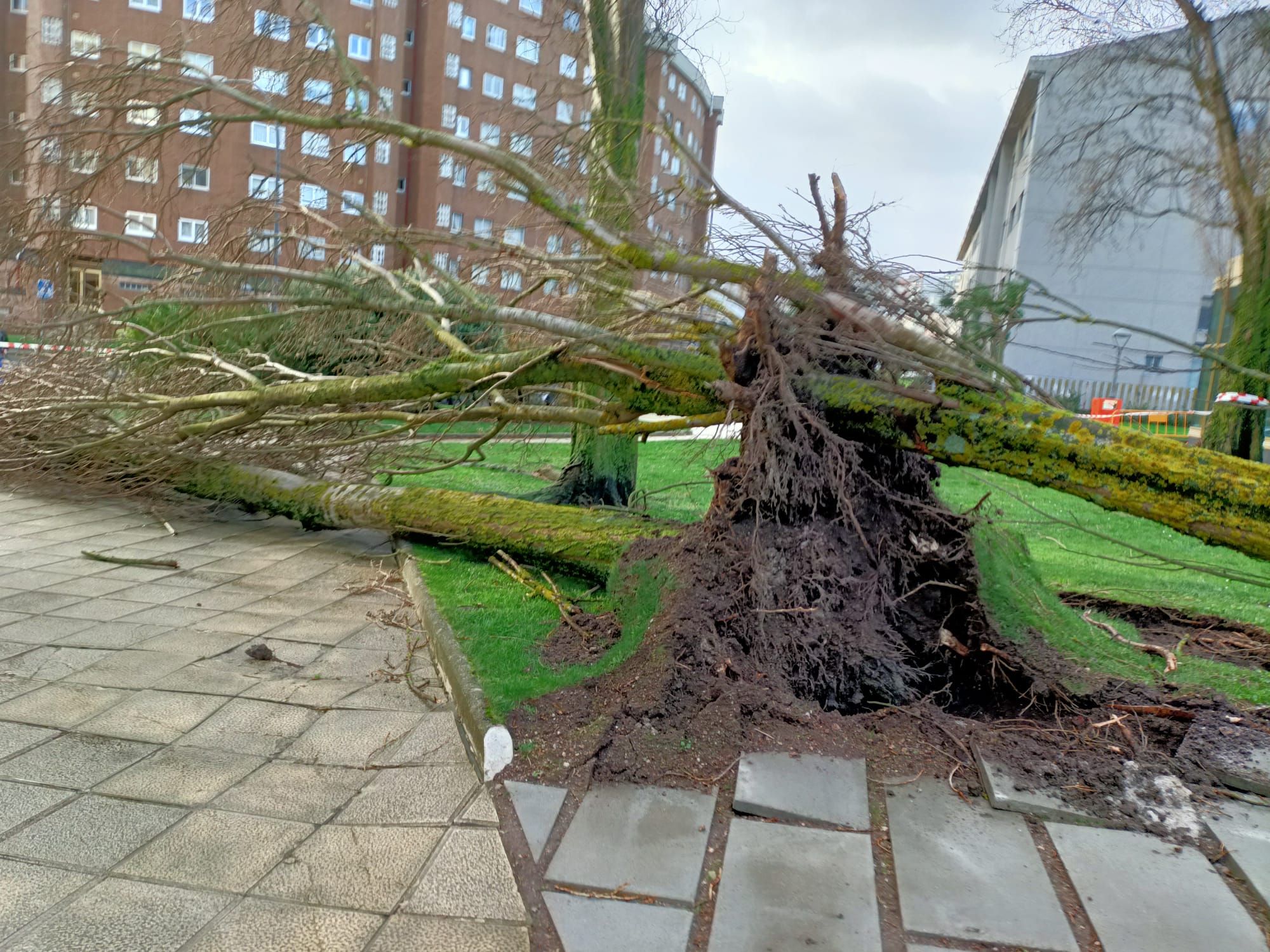 El temporal derriba dos árboles en Adormideras