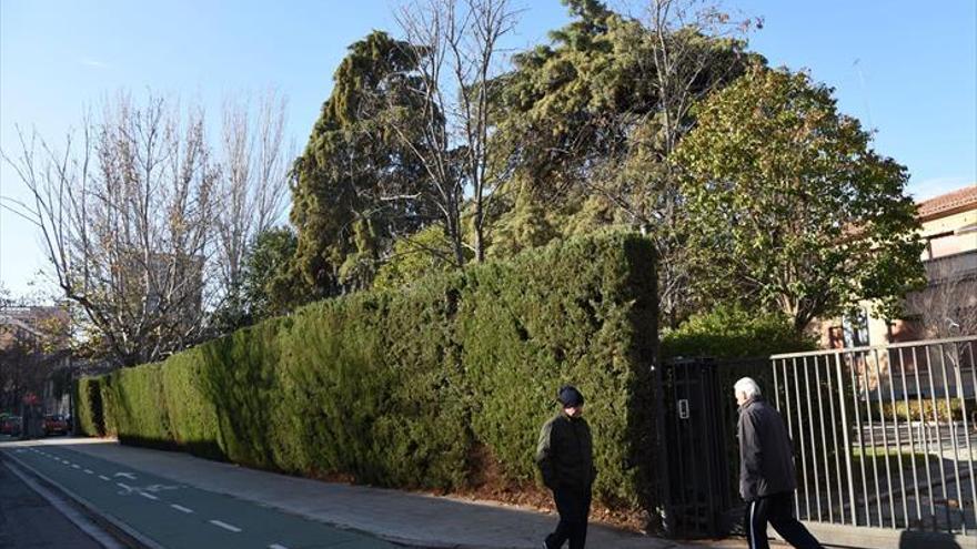 En busca del árbol ‘hipoalergénico’