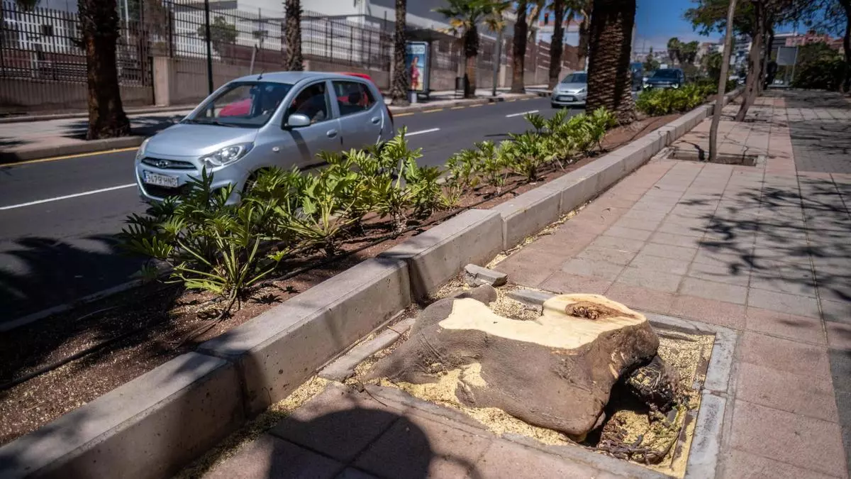 Santa Cruz tala otro árbol, esta vez, por un incendio