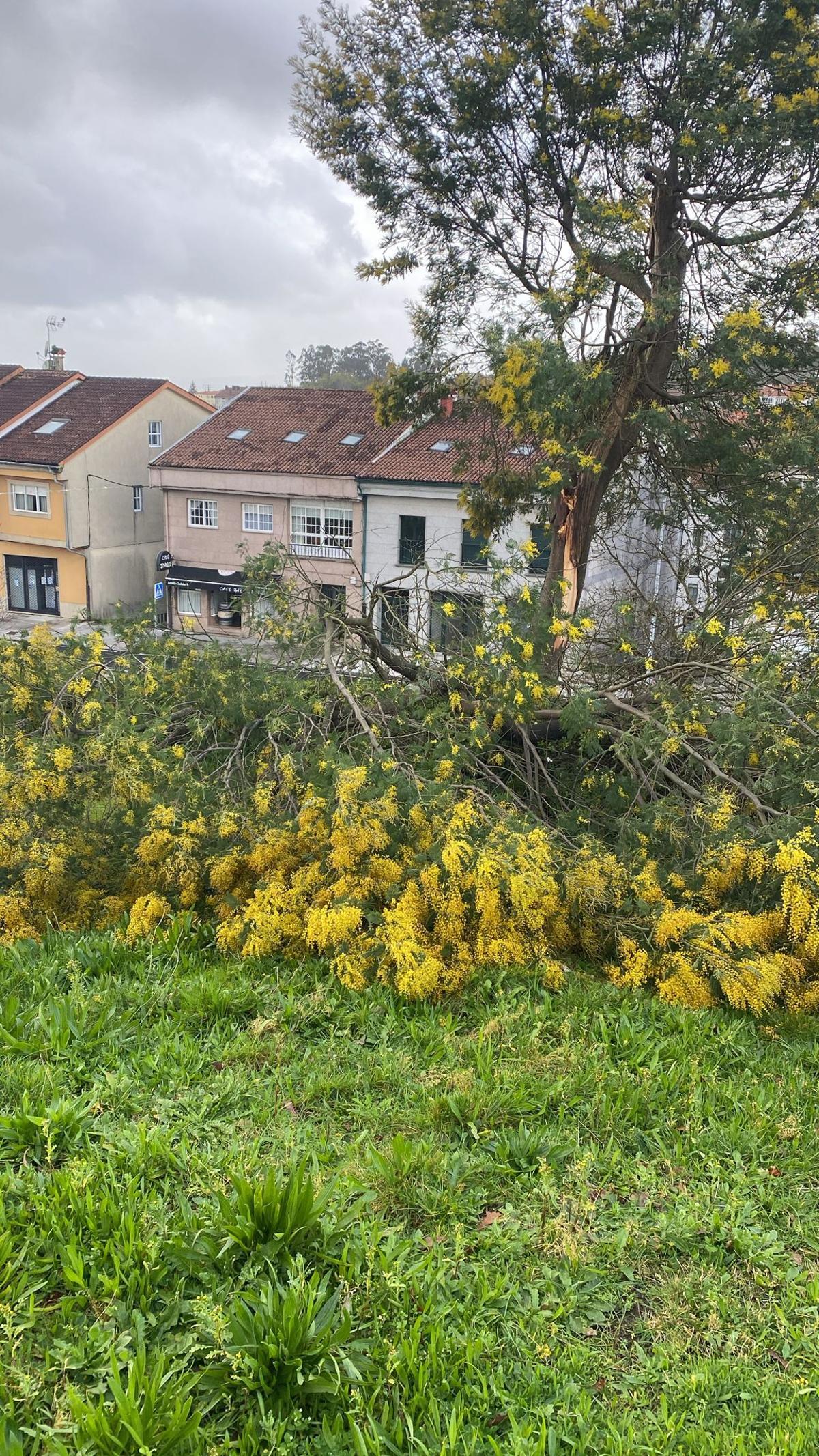"Fue un resplandor enorme": un rayo cae entre casas de la zona norte de Santiago y destroza una acacia