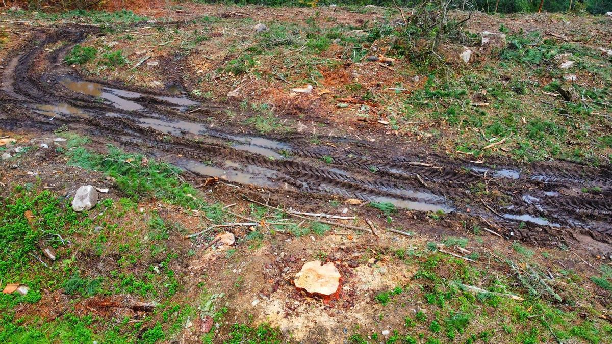 Marcas de la maquinaria pesada empleada durante la tala.