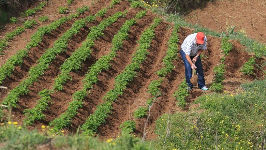 Un agricultor trabaja en su finca de papas bonitas de Icod de los Vinos.