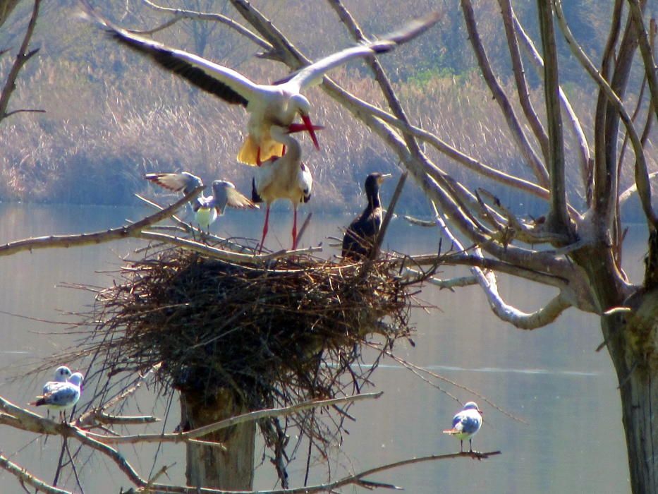 Festejant. A l’estany d’Ivars, dins el seu niu veiem una parella de cigonyes festejant i emetent el seu so característic, anomenat claqueig.