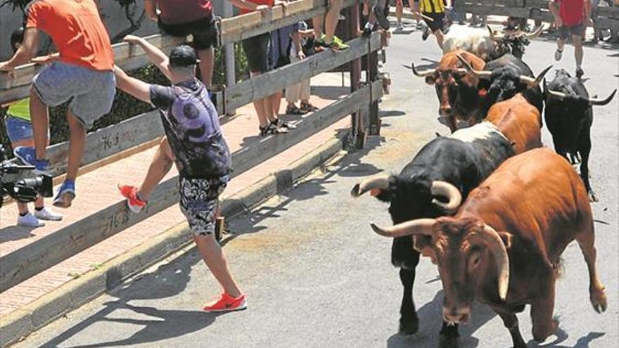 Susto en Orpesa al escaparse un novillo del encierro por las calles de la localidad