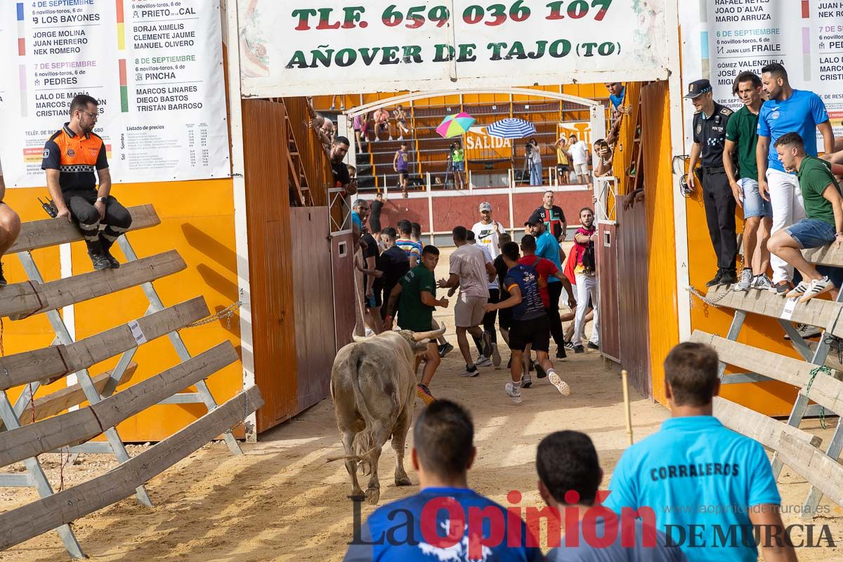 Segundo encierro de la Feria Taurina del Arroz en Calasparra