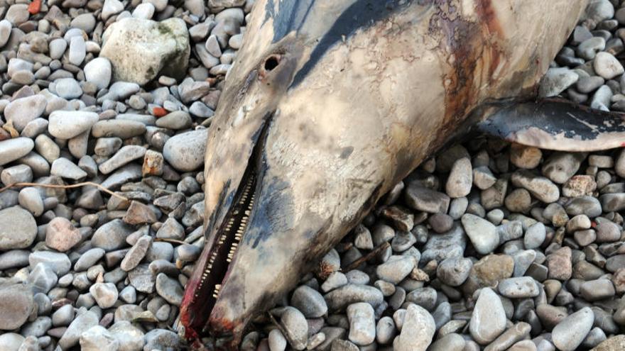 Troben un dofí mort a la Cala Ferriola