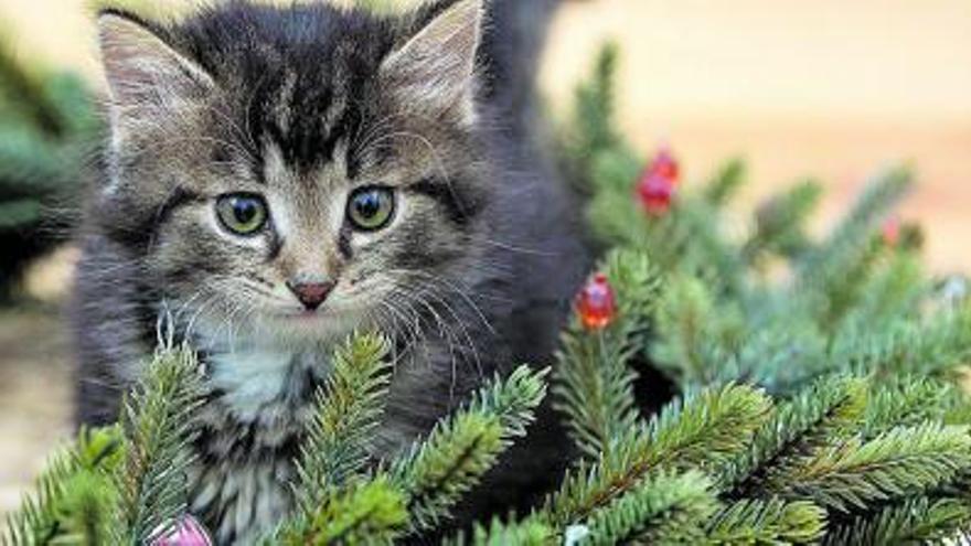 Mi gato desayuna plantas de Navidad