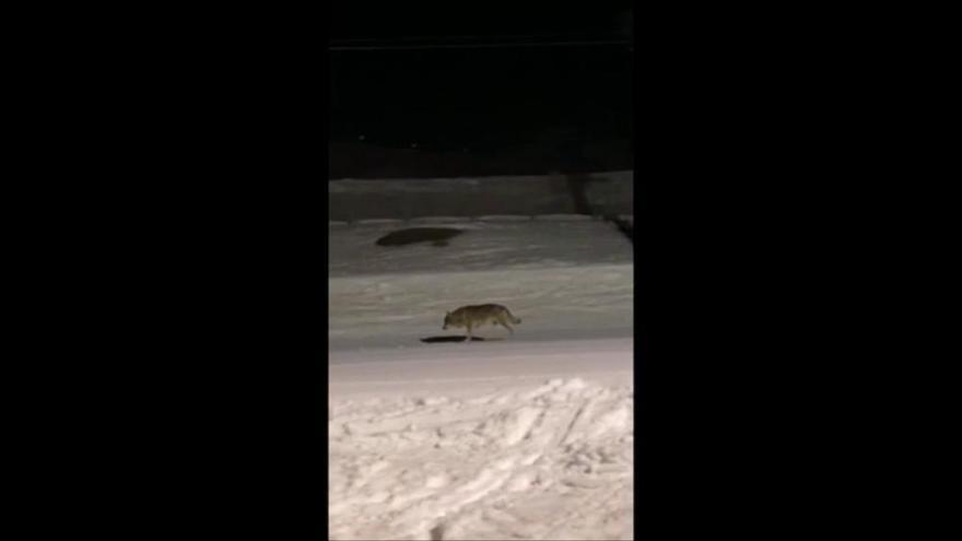 Un llop passeja per les pistes nevades de Núria