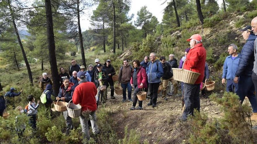 Ibi celebra la edición número 18 de sus Jornadas Micológicas