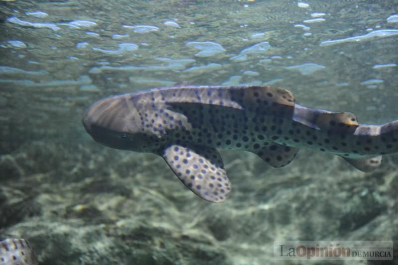 El acuario de la UMU albergará las especies emblemáticas del Mar Menor