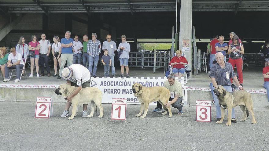 Los mastines ganadores en cachorros: Oliver Barbón con &quot;Cristu&quot;, José Andrés Aragón con &quot;Kairo de Arasanz&quot; e Isidro García con &quot;Platino&quot;.