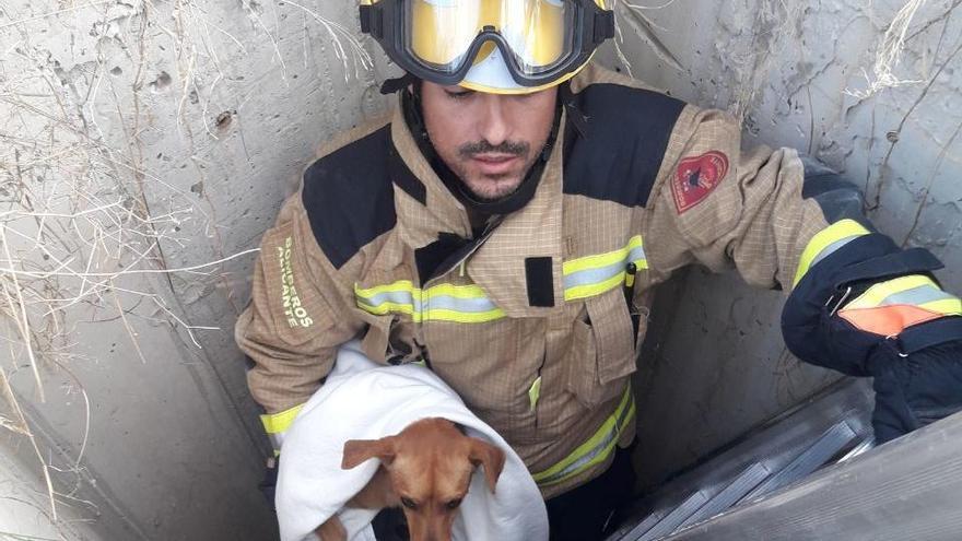 Los bomberos rescatan un perro atrapado en un pozo - Información