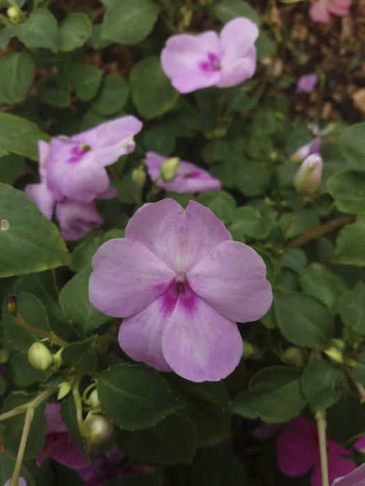 Pensaments. Algunes plantes aprofiten aquesta època per mostrar flors en tota la seva esplendor, com els pensaments, que resisteixen les gelades i ens sorprenen cada tardor amb un gran ventall de colors.