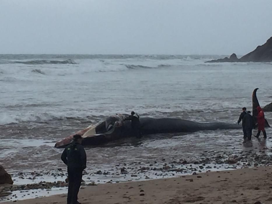 Operativa de extracción de un gran rorcual varado en el arenal de Morís (Caravia)