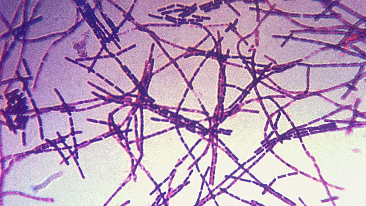 Una microfotografía de la bacteria Bacillus anthracis