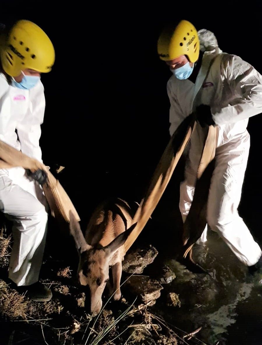 Los bomberos de Rionegro del Puente rescatan una cierva herida en el embalse de Valparaíso.