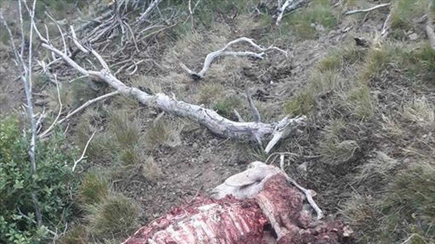 La DGA confirma un segundo ataque del oso ‘Goiat’ en el valle de Castanesa