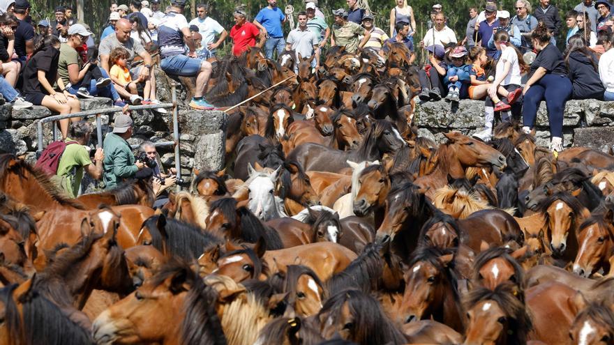 El curro de Mougás reúne a 550 caballos