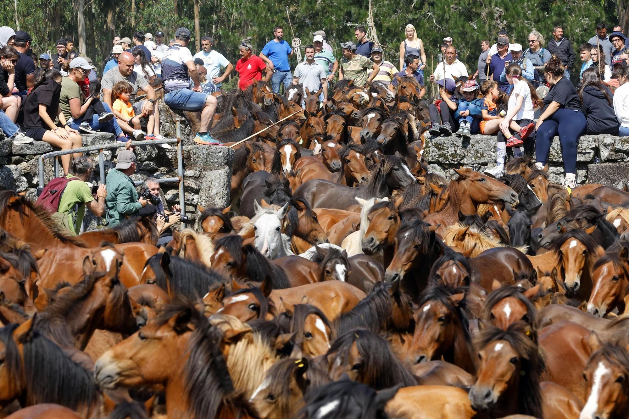 El curro de Mougás reúne a 550 caballos